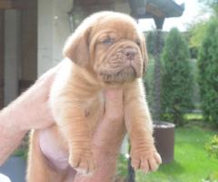 Бордоска Дога (Dogue de Bordeaux) красиви кученца