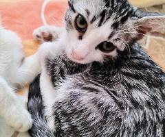 Гальовни сладури търсят своя дом и семейство