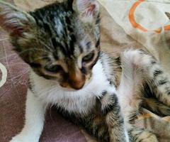 Гальовни сладури търсят своя дом и семейство