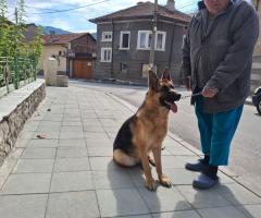 Немска овчарка