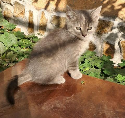 Подарявам малки котета на добри стопани, град Елин Пелин