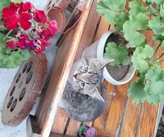 Подарявам малки котета на добри стопани, град Елин Пелин