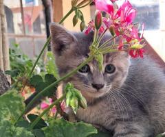 Подарявам малки котета на добри стопани, град Елин Пелин