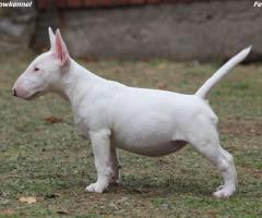 Miniature Bull Terrier
