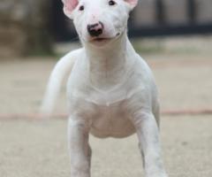 Miniature Bull Terrier