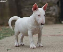 Miniature Bull Terrier