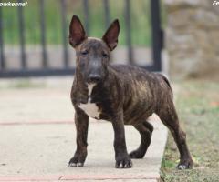Miniature Bull Terrier