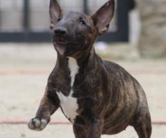 Miniature Bull Terrier