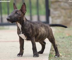 Miniature Bull Terrier