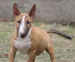 Miniature Bull Terrier