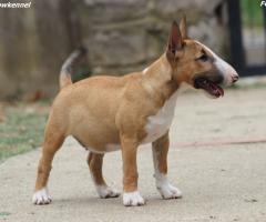 Miniature Bull Terrier