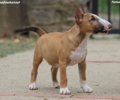 Miniature Bull Terrier