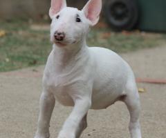Miniature Bull Terrier