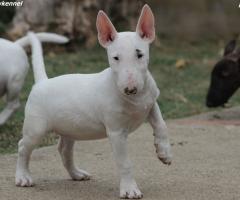 Miniature Bull Terrier