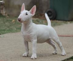 Miniature Bull Terrier