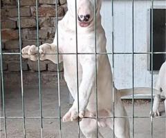 Стандартни бул териер кученца