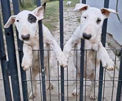 Стандартни бул териер кученца Стандартни бул териер кученца