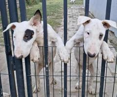 Стандартни бул териер кученца Стандартни бул териер кученца