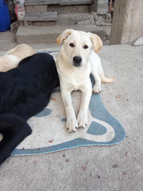 Подарявам кученца Подарявам кученца