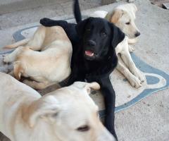 Подарявам кученца Подарявам кученца