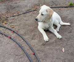 Подарявам кученца Подарявам кученца