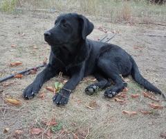 Подарявам кученца Подарявам кученца