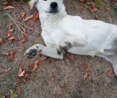 Подарявам кученца Подарявам кученца