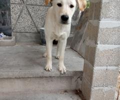 Подарявам кученца Подарявам кученца