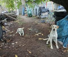 Подарявам кученца Подарявам кученца
