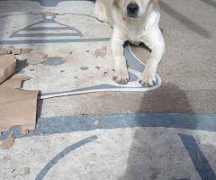 Подарявам кученца Подарявам кученца