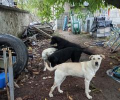 Подарявам кученца Подарявам кученца