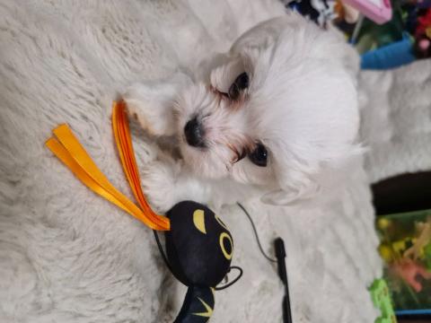 Малтийска болонка момченце Малтийска болонка момченце