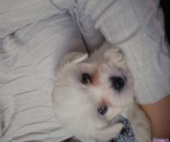 Малтийска болонка момченце Малтийска болонка момченце