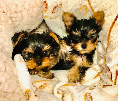 Йоркширски териер