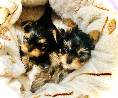 Йоркширски териер