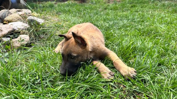 Малиноа Малиноа