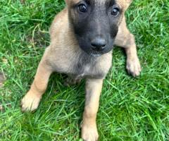 Малиноа Малиноа