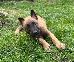 Малиноа Малиноа