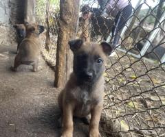 Малиноа Малиноа