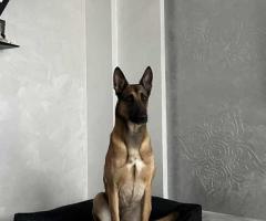 Малиноа Малиноа