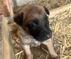 Малиноа Малиноа