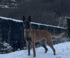 Малиноа Малиноа