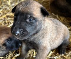 Малиноа Малиноа