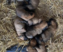 Малиноа Малиноа