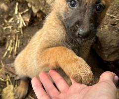 Малиноа Малиноа