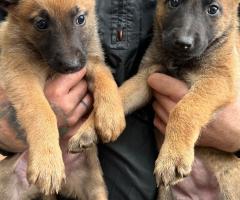 Малиноа Малиноа