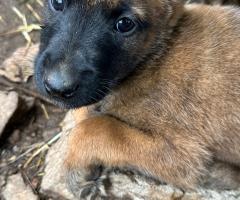 Малиноа Малиноа