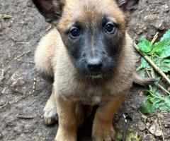 Малиноа Малиноа