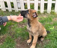 Малиноа Малиноа