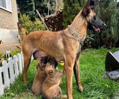 Малиноа Малиноа